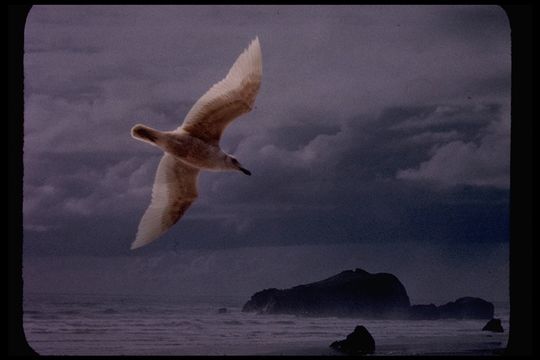 Image of Glaucous-winged Gull