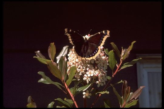 Imagem de Nymphalis antiopa Linnaeus 1758