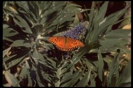 Image of Gulf Fritillary