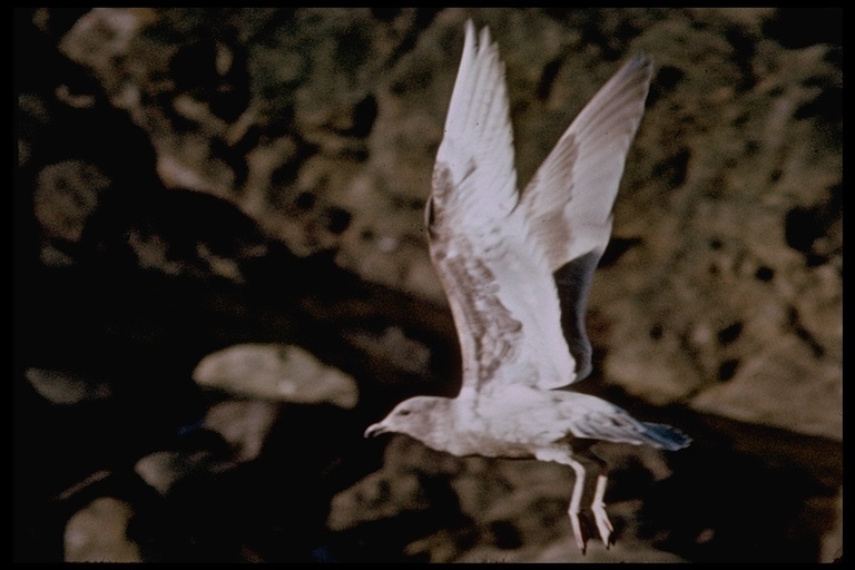 Image of Glaucous-winged Gull