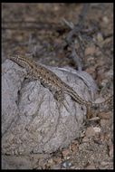 Image of common side-blotched lizard