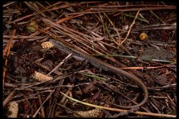 Image of northern alligator lizard