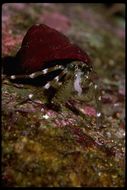 Image of Hairy Hermit Crab