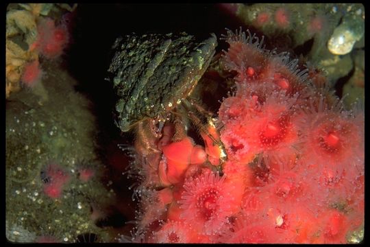 Image of Grainyhand hermit crab