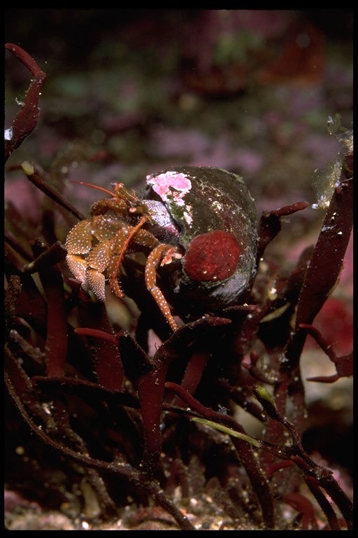 Image of maroon hermit crab