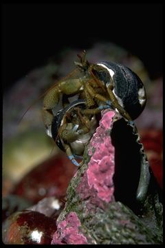 Image of blueband hermit crab