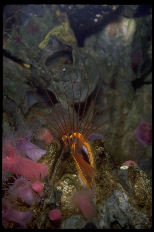 Image of Giant Acorn Barnacle