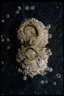 Image of thatched barnacle