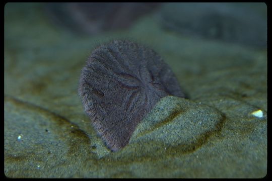 Image of eccentric sand dollar sea urchin