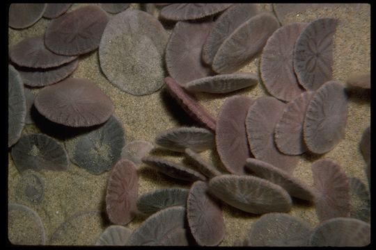 Image of eccentric sand dollar sea urchin