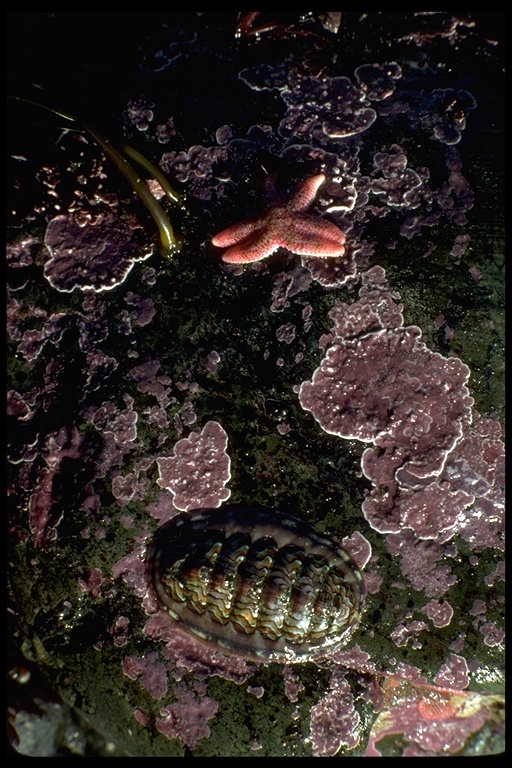 Image of lined red chiton