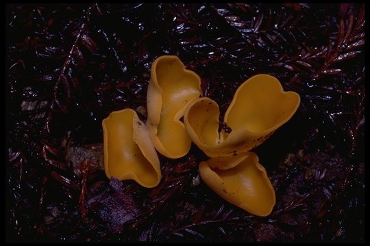 Image of Orange peel fungus