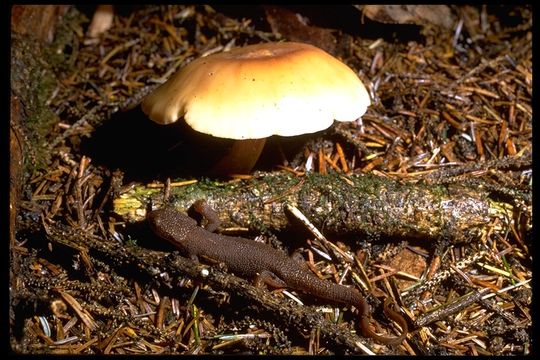 Image of California Newt