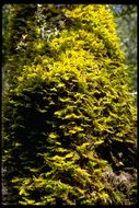 Image of dendroalsia moss