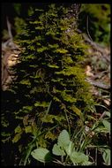 Image of dendroalsia moss