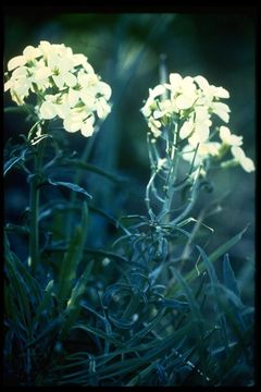 Image of San Francisco wallflower