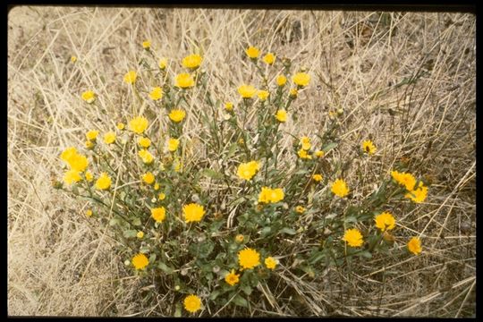 Image of hairy gumweed