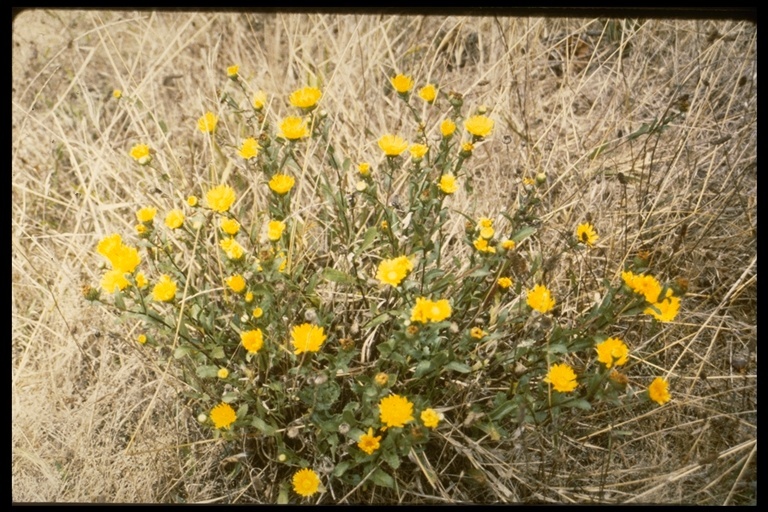 Image of hairy gumweed