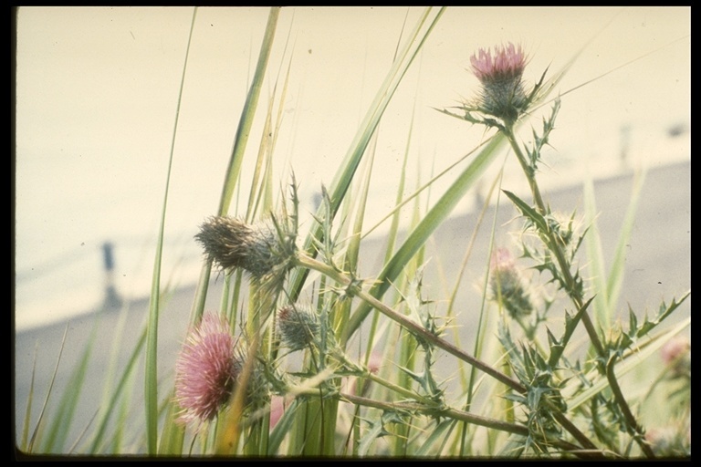 Image of Franciscan thistle