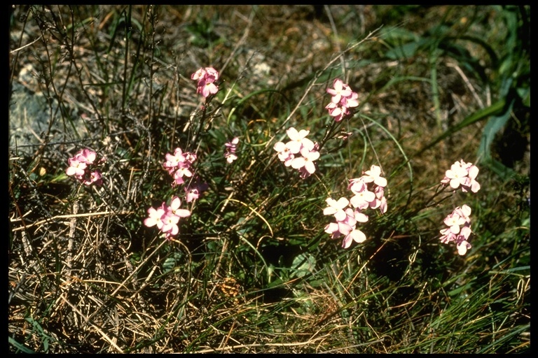 Image of rose rockcress