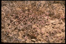 Image of San Francisco spineflower