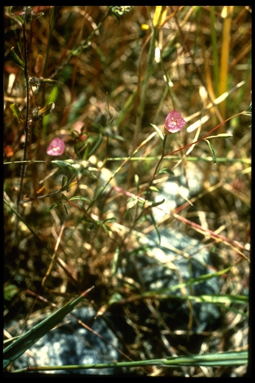 Plancia ëd Clarkia franciscana H. Lewis & Raven