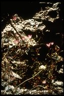 Image of Presidio clarkia