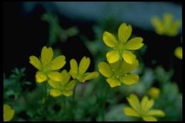 Imagem de Limnanthes douglasii subsp. sulphurea (C. T. Mason) C. T. Mason