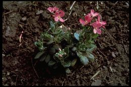 Image of rose rockcress