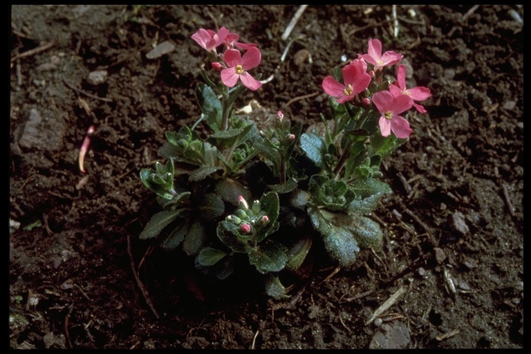 Image of rose rockcress