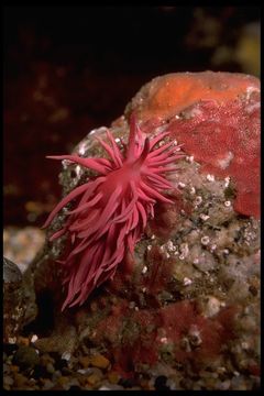 صورة Okenia rosacea (MacFarland 1905)