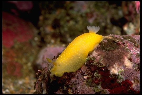 Image of Doriopsilla albopunctata (J. G. Cooper 1863)