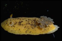 Image of Peltodoris nobilis (MacFarland 1905)