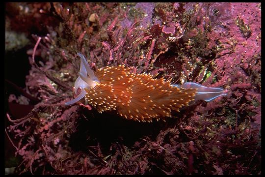 Image of Opalescent sea slug