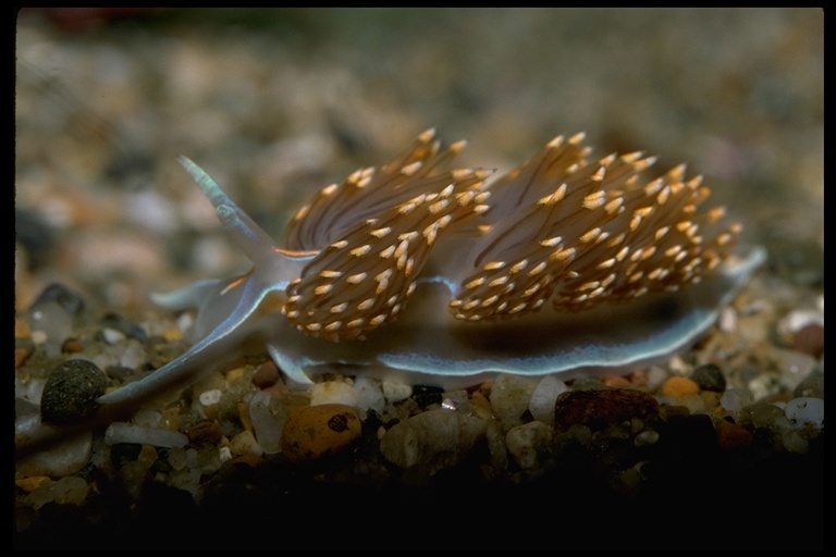 Image of Opalescent sea slug