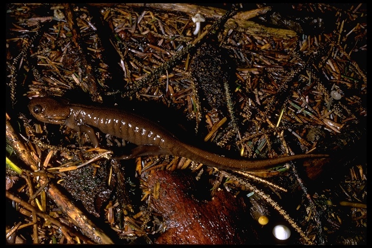 Image of Northwestern Salamander