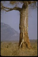 Image of African Baobab