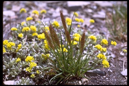 Trisetum spicatum (L.) K. Richt. resmi