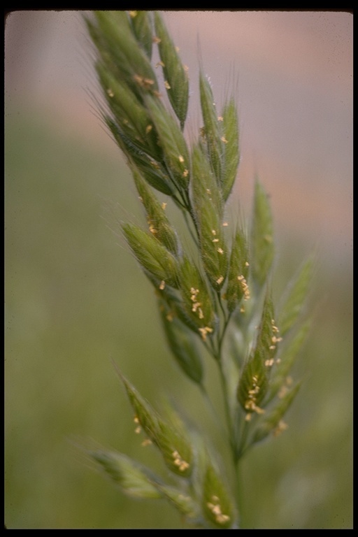 Imagem de Bromus ferronii Mabille