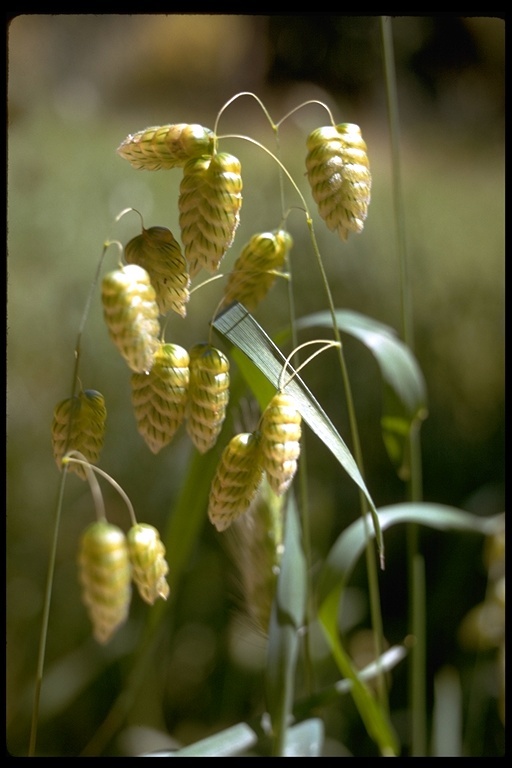 Image of big quakinggrass