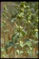 Image of horehound