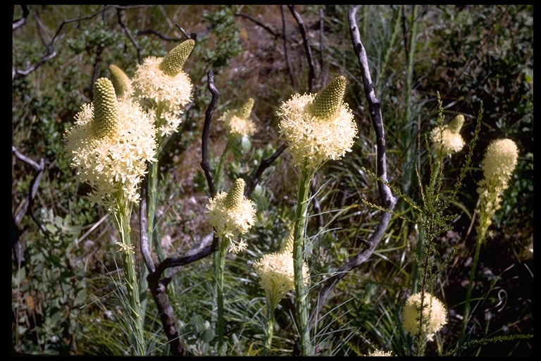 صورة Xerophyllum tenax (Pursh) Nutt.