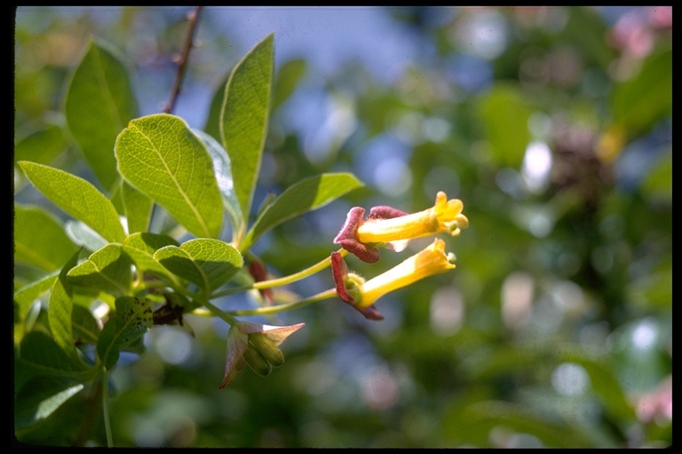 Image of twinberry honeysuckle