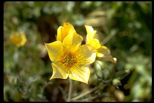 Image of Lindley's blazingstar