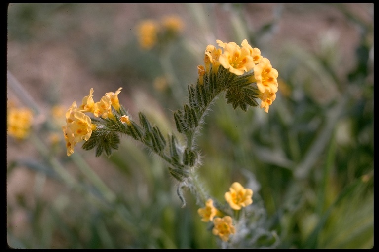 Image of fiddleneck