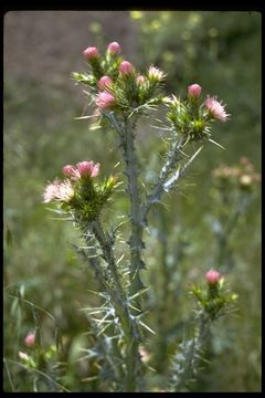 Слика од Carduus tenuiflorus Curt.