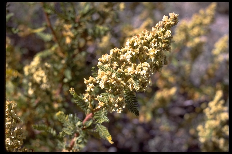 Chamaebatiaria millefolium (Torr.) Maxim. resmi