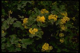 Image of <i>Berberis aquifolium</i> var. <i>dictyota</i>