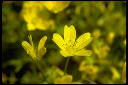 Imagem de Limnanthes douglasii subsp. sulphurea (C. T. Mason) C. T. Mason