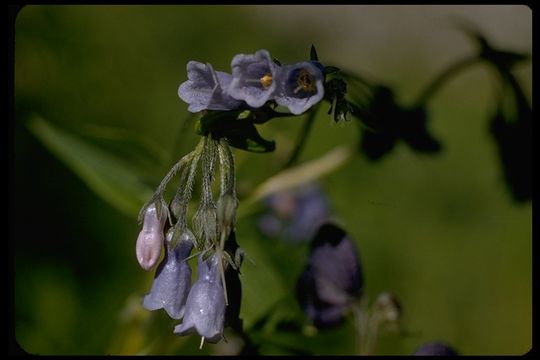 Mertensia ciliata (James ex Torr.) G. Don resmi